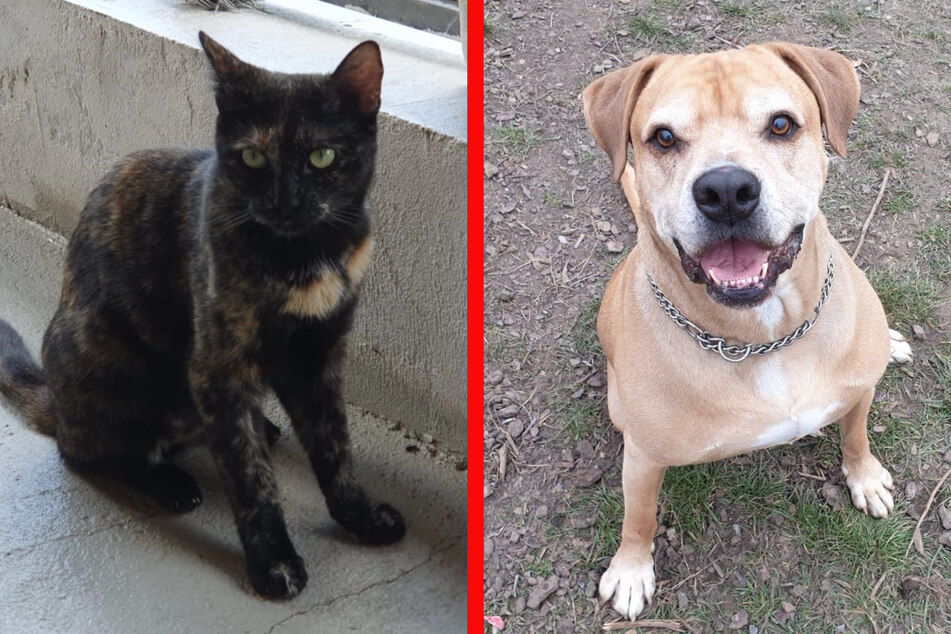 Ob Katze oder Hund, man sollte nicht leichtfertig einen Vierbeiner anschaffen.