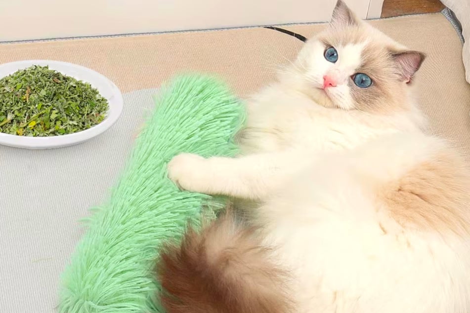 Here's why your cat will love this Chewy toy more than anything