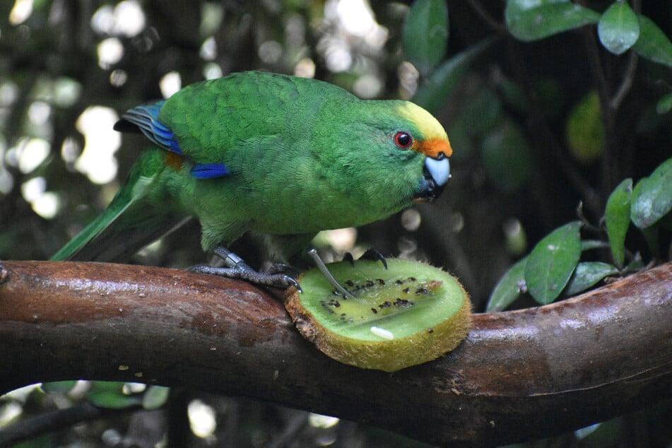 A pair of super breeding parakeets are keeping the species from extinction!