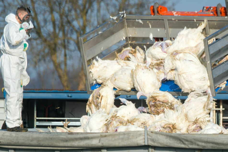 Tote Puten werden vor einem Geflügelhof nach dem Ausbruch der Geflügelpest in einen Container gekippt. In Zingst mussten nach dem Ausbruch der Vogelgrippe in einem Hausgeflügelbestand insgesamt 92 Tiere getötet werden. (Archivfoto)
