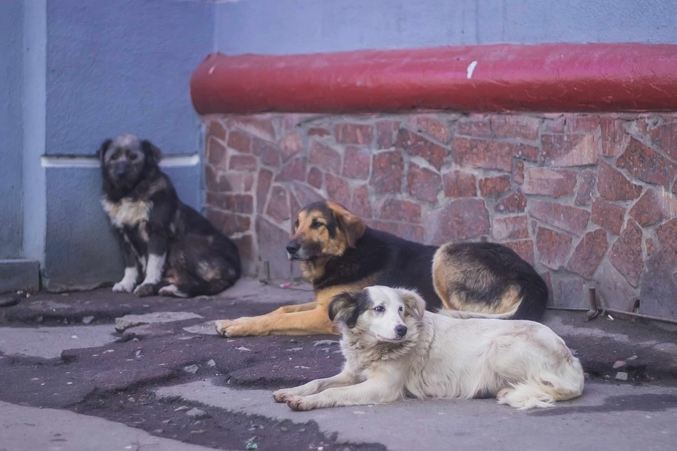 Streunende Hunde seien in der Nachbarschaft, in der die betroffene Familie lebt, inzwischen ein Problem geworden. (Symbolbild)