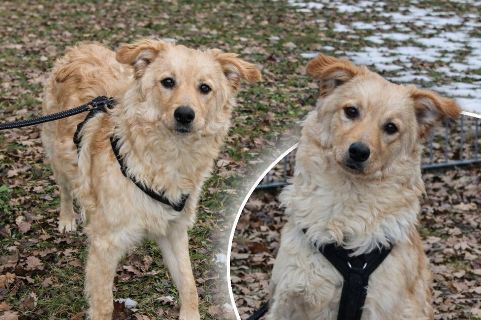 Noch kein Jahr alt und schon im Tierheim: Süßer Junghund sucht neue Familie