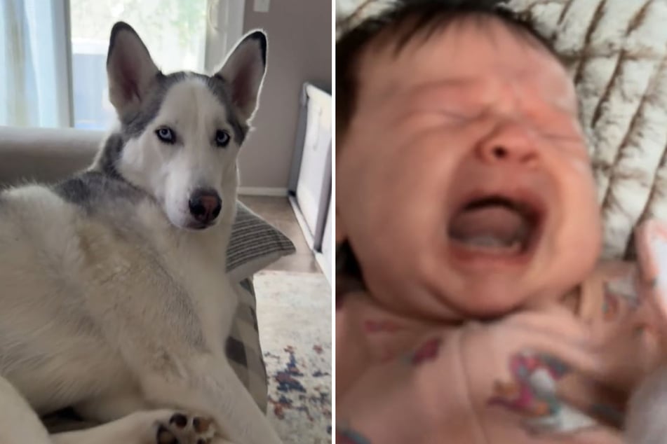 Husky Wayne wirkt im linken Bild ganz entspannt. Das liegt daran, dass es nicht aufgenommen wurde, als Ally Newtons (29) Baby so wie im rechten Bild weinte.