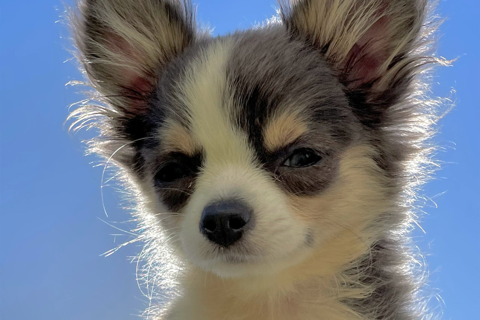 Chihuahuas are one of the most popular small dogs in the world.