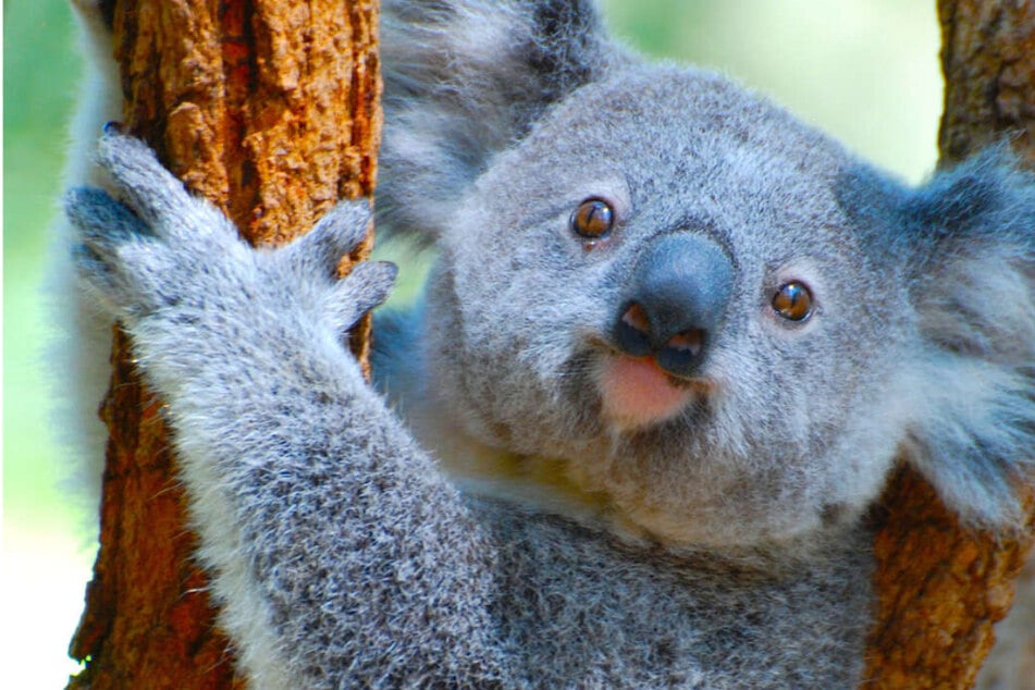 Why do koalas have chlamydia and how did they get it?