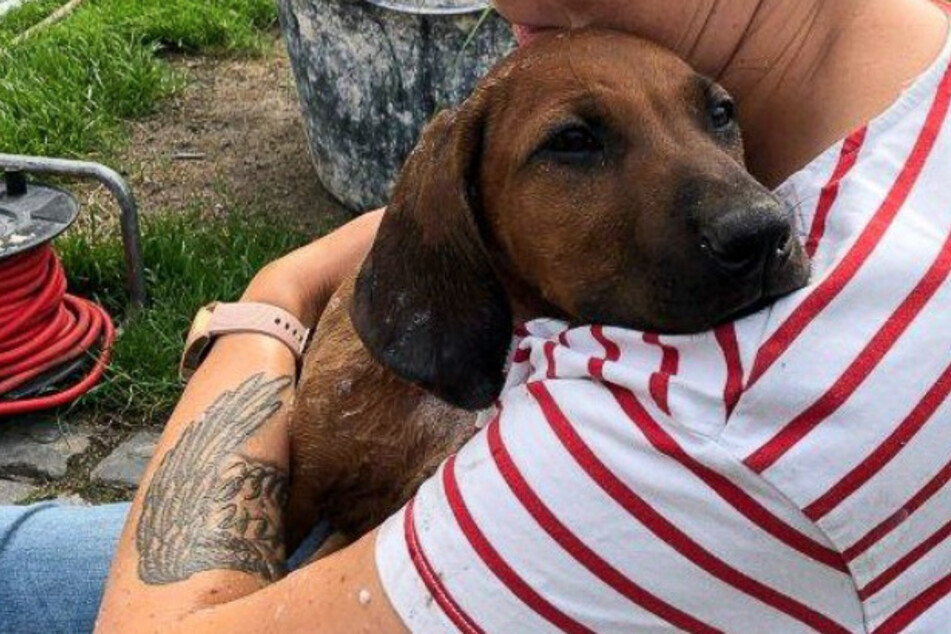 Die kleine Taya erlitt einen kleinen Schock. Nach der Befreiung ging es dem Hund aber wieder besser.