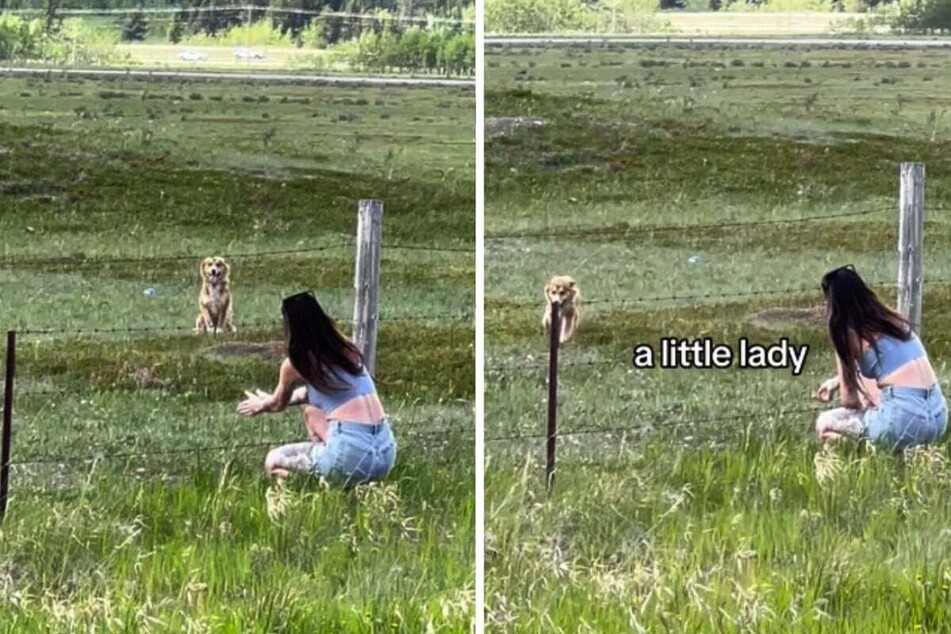 Woman thinks she's rescuing a fox and later sees the pup-tastic surprise!