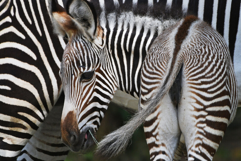 Ein vom Aussterben bedrohtes Grevyzebra-Fohlen, das am 30. September 2021 geboren wurde, hat im Zoo von Singapur an der Seite seiner Mutter seinen ersten öffentlichen Auftritt.