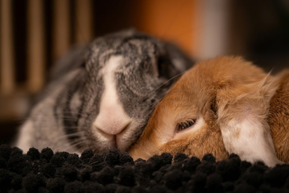 Wusstest Du, dass Kaninchen schlafen, ohne auszusehen wie Schlafende?