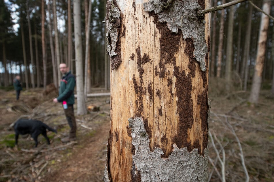 Der Borkenkäfer ha in Thüringens Wälder für einen enormen Schaden gesorgt. Rund 750.000 Festmeter Holz sind betroffen.