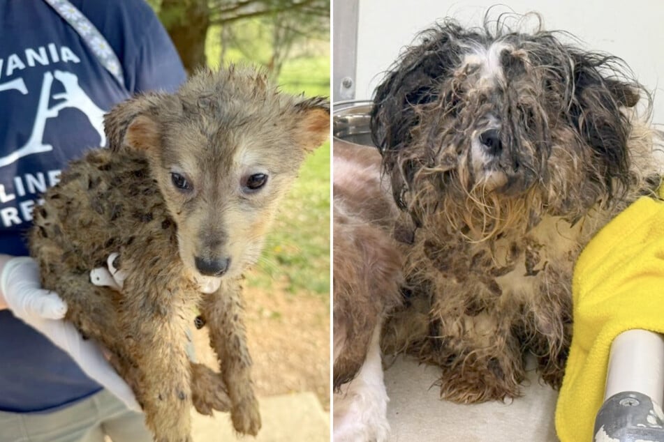 Almost 100 animals rescued from "heartbreaking" situation in Pennsylvania home