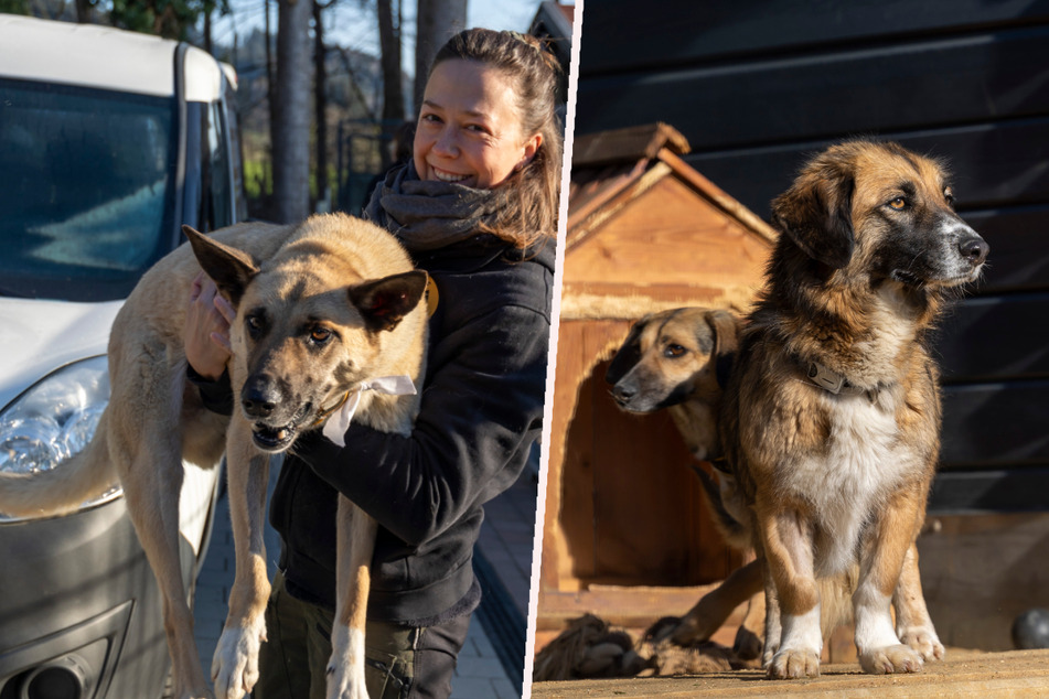 Zahlreiche Hunde aus Tierheim in der Ukraine evakuiert und nach Deutschland gebracht