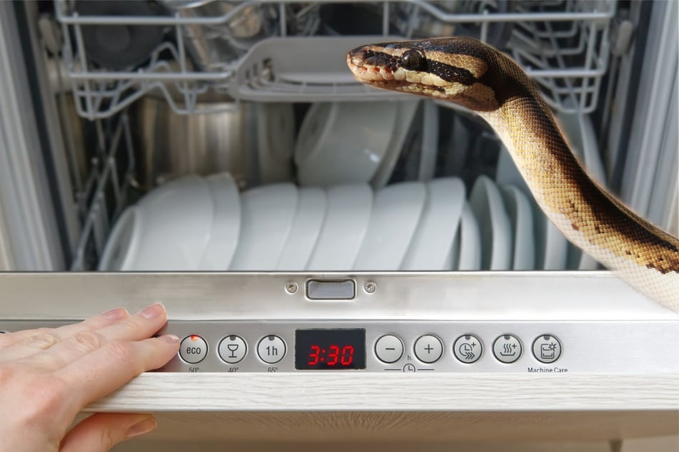 A ball python, a snake commonly kept as a house pet, slide into the family of one kitchen at 2 AM (stock images).
