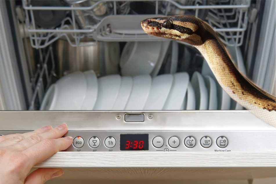 A ball python, a snake commonly kept as a house pet, slide into the family of one kitchen at 2 AM (stock images).