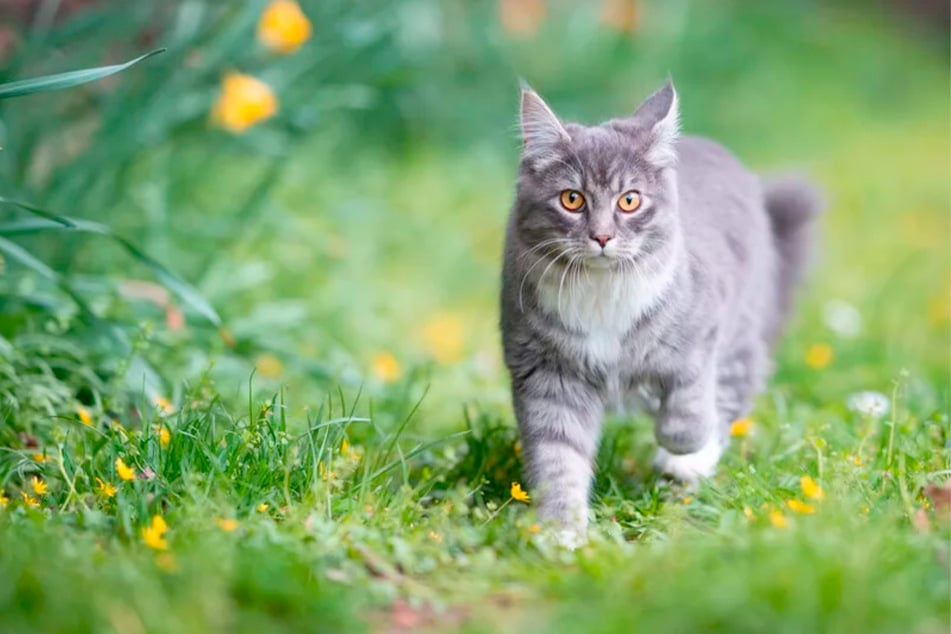 Frei lebende Katzen sind Daten zufolge flächendeckend im Stuttgarter Stadtgebiet verbreitet. Viele von ihnen sind krank und vermehren sich stark.