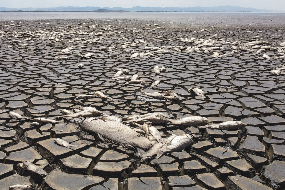 Dort, wo einmal Wasser war, bildeten sich aufgrund von Dürre tiefe Risse im Boden.