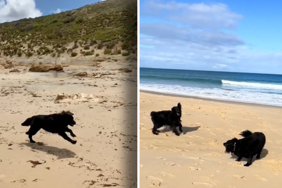 Als Flash ihre ein Jahr jüngere Schwester Scout am Strand wiedersieht, gibt es kein Halten mehr.