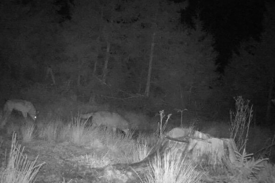 Fotografie z divoké kamery zachycuje dva vlky na nočním výletu po regionu Forbach v severním Schwarzwaldu.