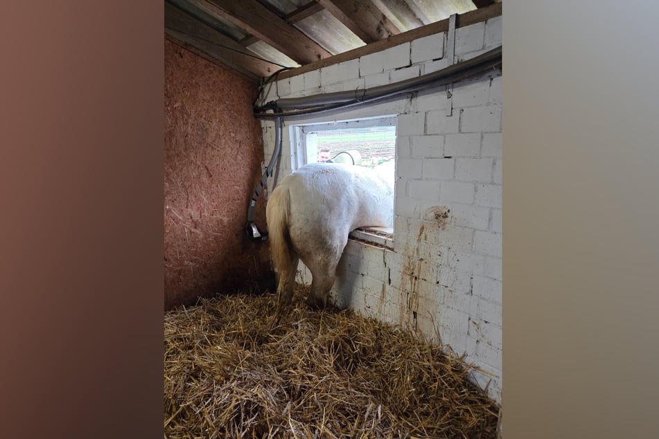 Mit seinem Hinterteil blieb das Pferd namens "Pirat" im Fenster stecken.