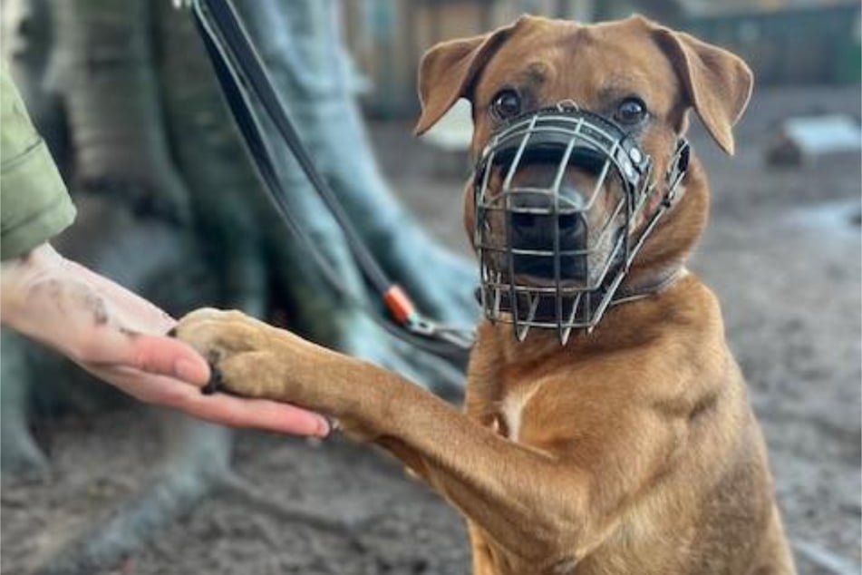 Der Vierbeiner muss im Freien einen Maulkorb tragen, weil er zu aggressivem Verhalten neigen kann.