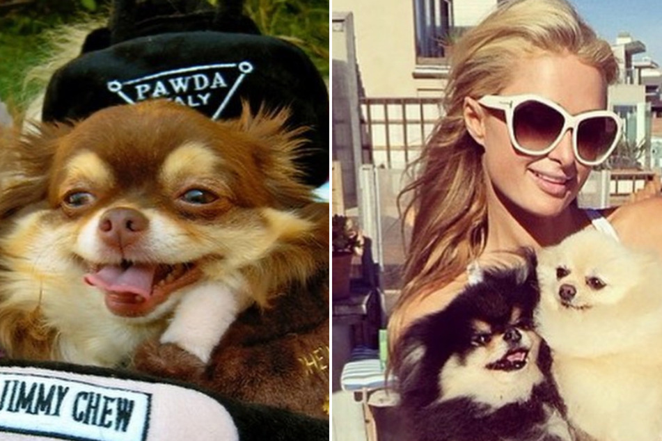 Paris Hilton mourned the loss of her beloved Chihuahua, Harajuku Bitch.