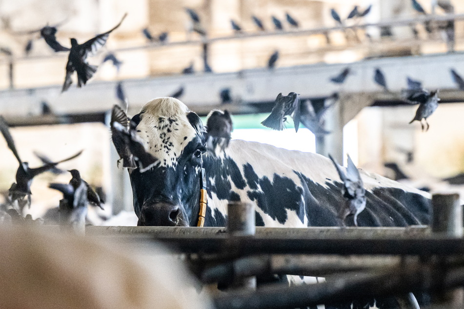 Verrückte Flugshow im Kuhstall - der Vogelkot kann Erreger für tödliche Rinderkrankheiten enthalten.