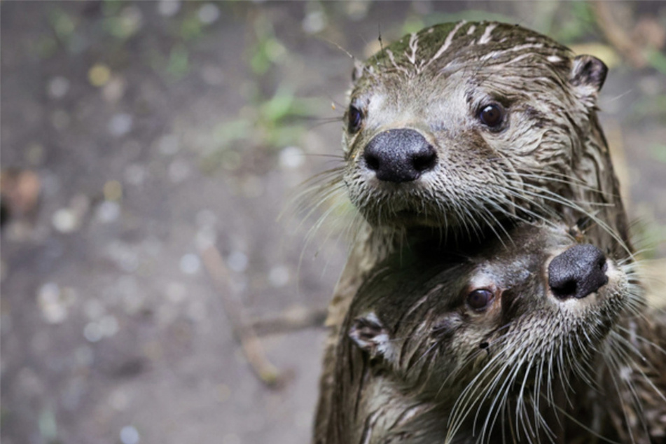 Bayern will Otter töten! Umwelthilfe geht auf die Barrikaden