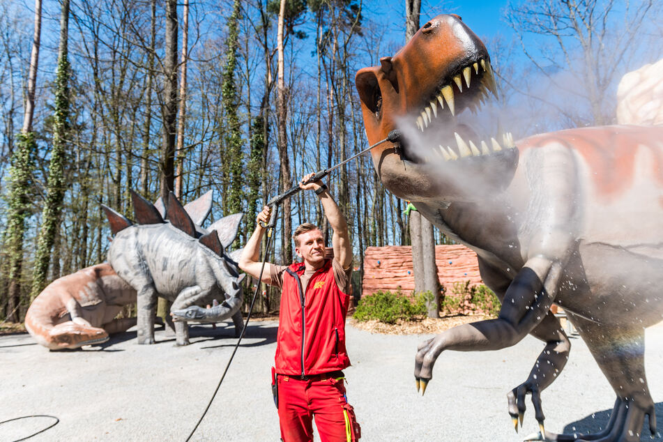 Gärtnermeister Rayk Schulze (29) putzt dem Allosaurus die Zähne.