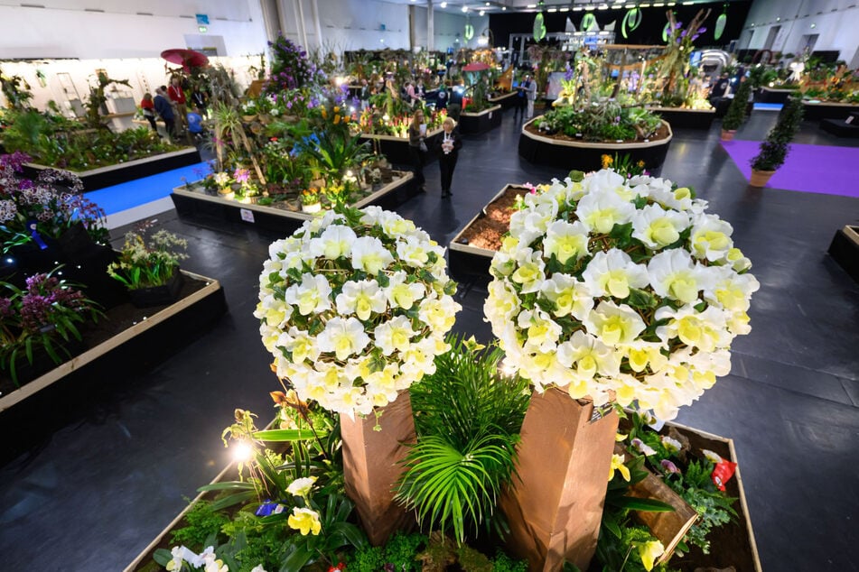 Auf der Dresdner Ostermesse könnt Ihr neben den Ständen auch die tolle Orchideenschau bestaunen.