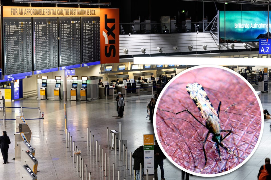 Frankfurt: Malaria-Tote in Frankfurt: Macht Klimawandel Ausbreitung in Deutschland wahrscheinlicher?