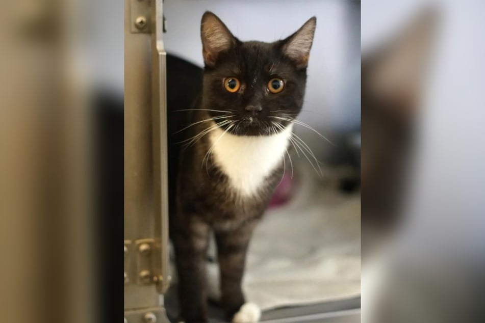 Der Kater steht gerne im Mittelpunkt und kann auch mal Aufmerksamkeit einfordern.