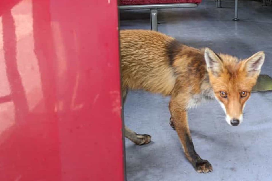 Ohne Fahrschein! Fuchs "überfällt" Brockenbahn auf der Suche nach Leberwurstbrötchen