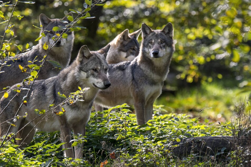Wolves and dogs share in common the ability to recognizing the voices of humans they know.