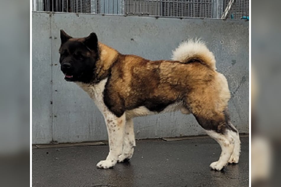 Weil der Vorbesitzer seine Wohnung wechselte, wurde der Hundemann im Frankfurter Tierheim abgegeben, das nun ein neues Zuhause für Sterling sucht.