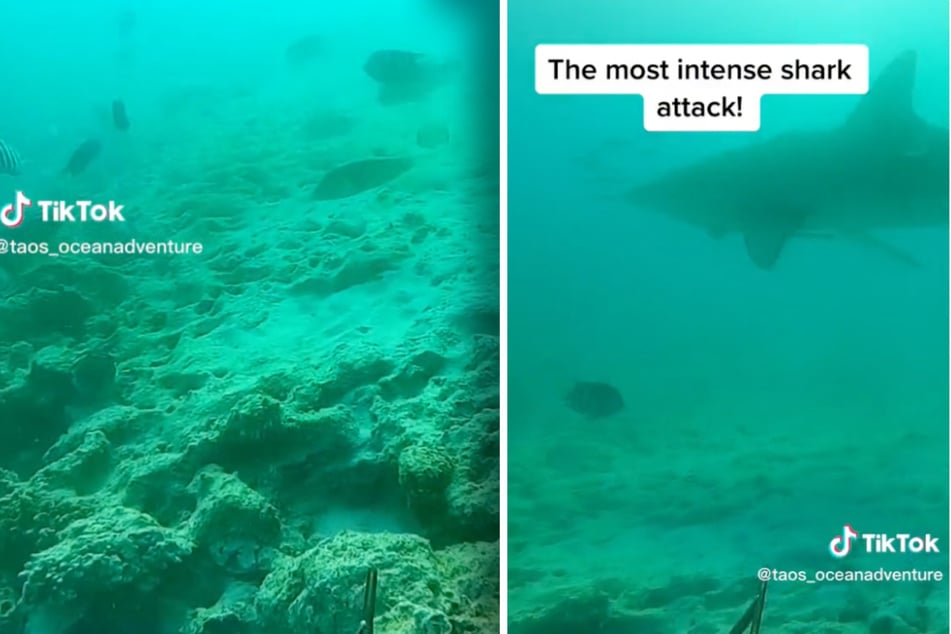 Tao Hoogland und sein Kumpel Joseph waren in der Shark Bay unterwegs, um mit ihren Harpunen Fische zu fangen. Dann kam der Hai.