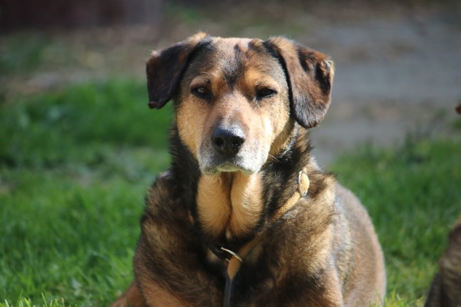 Percy no quiere pasar sus últimos años en el refugio de animales.