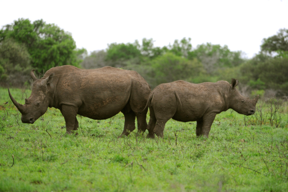 KwaZulu-Natal: Ein Spitzmaulnashorn steht Rücken an Rücken mit seinem Jungtier im Phinda Private Game Reserve.