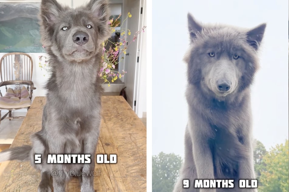 Innerhalb von neun Monaten ist der Hybrid extrem gewachsen und bringt mittlerweile 40 Kilogramm auf die Waage.