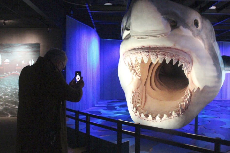 Vorsicht, bissig! In New York wird eine neue Ausstellung über Haie eröffnet.
