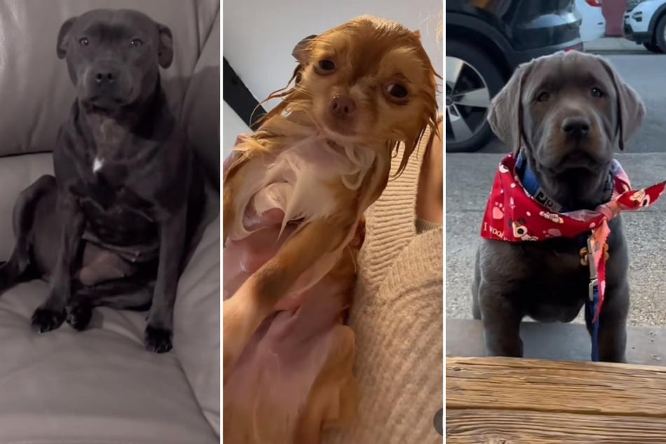 Three adorable dog videos that will instantly boost your mood