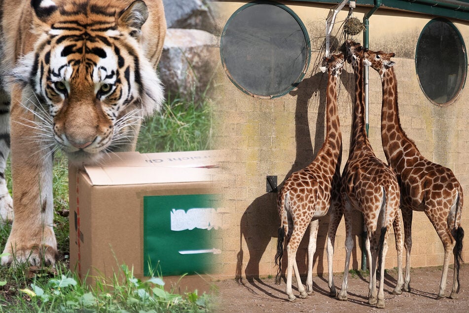Zoo-Tieren fehlt Kontakt zu Menschen: So überstehen sie die Isolation