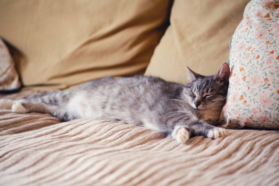 Welche Körperfunktion das Schnurren der Katze verursacht, ist nicht eindeutig geklärt.