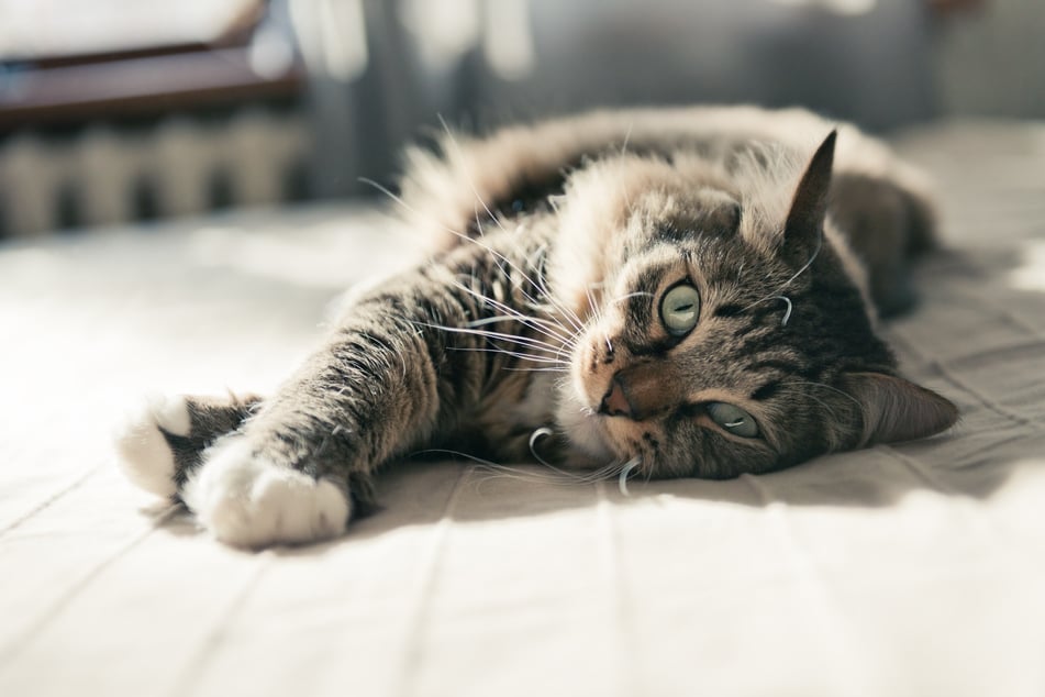 Am Ende gab's ein Happy End: Die Katze kehrte zu ihrem rechtmäßigen Besitzer zurück und dieser durfte feststellen, dass er einen ziemlich netten Nachbarn hatte. (Symbolbild)