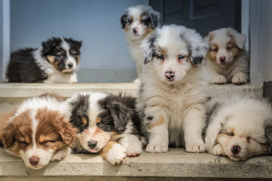 Australian shepherds are famous for being remarkably loyal and protective.