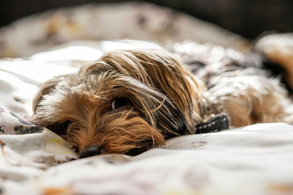 Yorkies can be a great starter dog, even if they're a little yappy sometimes.