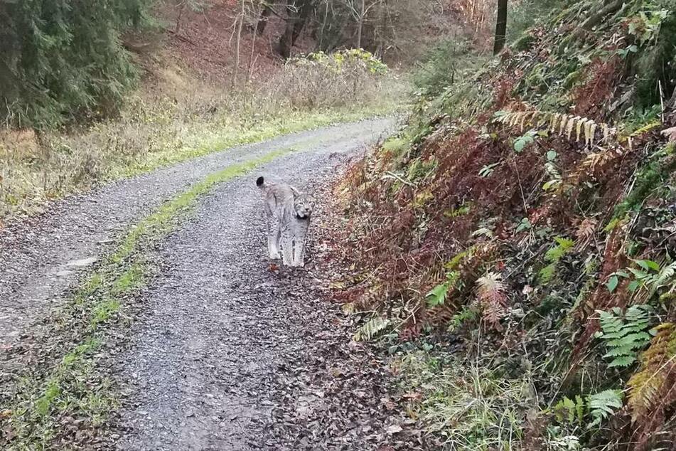 Erwischt! Ein weiblicher Luchs tappte im Thüringer Schiefergebirge in eine Fotofalle.