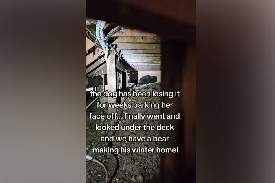 Ein auf TikTok veröffentlichtes Video zeigt den ungebetenen Gast, der die Weavers schockierte.