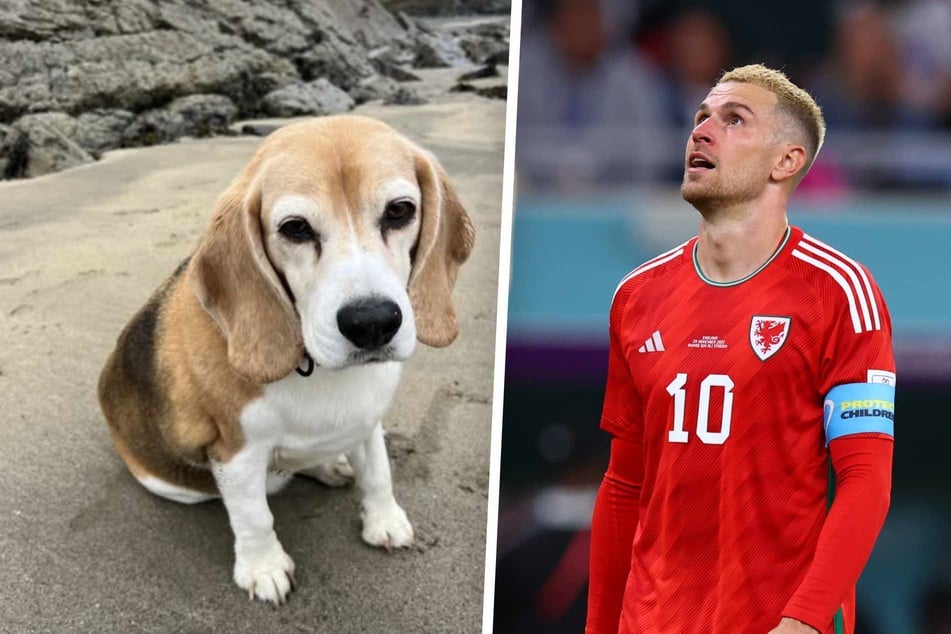 Aaron Ramsey (34) sucht seit Wochen verzweifelt nach seiner Hündin Halo.