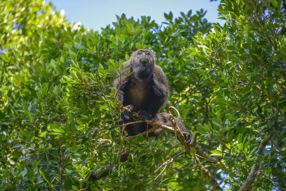 Mexican monkeys falling out of trees have scientists worried