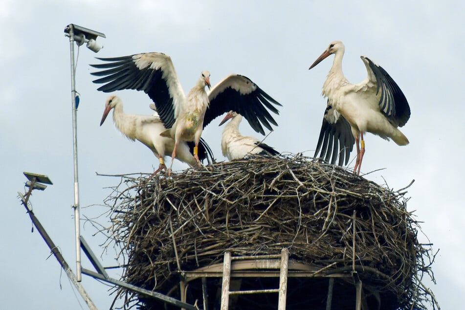 Jungstörche in Thräna bei Borna. Die beliebten Tiere haben den Freistaat in diesem Jahr offenbar früher als üblich verlassen.